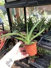 Aloe hybrid vera & maculata 4” Pot Live Succulents — photo 3