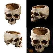 Lifesize 1:1 Human Skull Replica Model Anatomical Realistic Resin Skeleton Decor