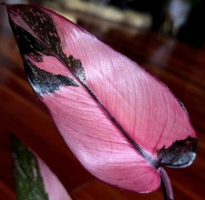 Rare Philodendron Dark Cherry Princess Galaxy 13" Tall Not  Monstera Anthurium 