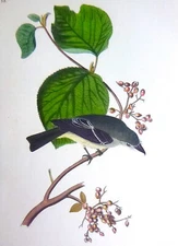 Audubon 1st ed Octavo   SHORT LEGGED PEWIT FLYCATCHER   Birds of America   1840