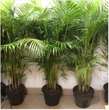 50 Areca Palm Seeds from Puerto Rico, bamboo palm, golden cane, yellow palm