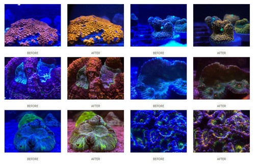Thumbnail for Saltwater Reef Tank Photography And Videography Color Grading Software