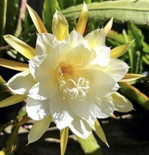 2 Epiphyllum Orchid Cactus “ Yellow”Unrooted 20cm+ cutting , XL flower , Scented