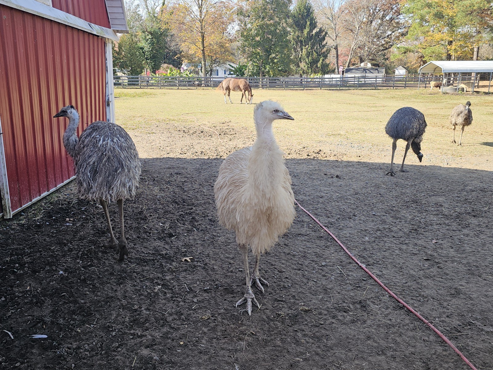 2 Emu Hatching Eggs White Blonde Normals