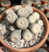 Epithelantha Bokei