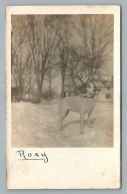 Beagle Dog in the Snow ''Roxie'' RPPC Charleston NH Antique Photo (Tear) 1909
