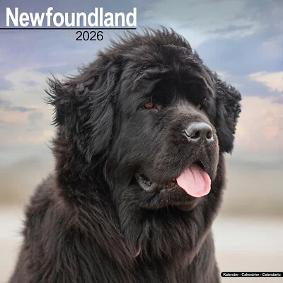 AVONSIDE PUBLISHING LTD Newfoundland 2026 Calendar | Dog Breed Gift Wall 20% OFF MULTI ORDERS