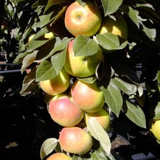 Säulenapfel Arbat (R) Schorfresistent Apfelbaum Säulenapfelbaum 