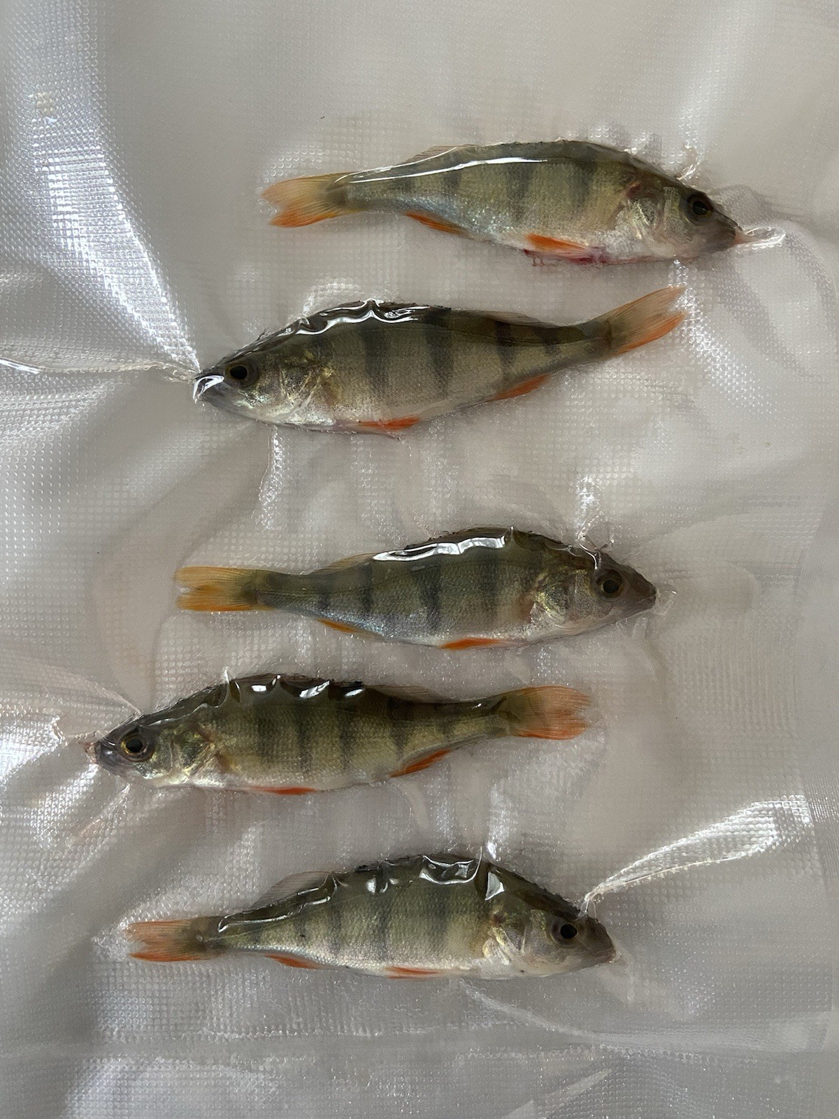 Köderfische Süßwasserfische 7-12Cm 20 stk Köfi Zander Deadbait Hecht Aal