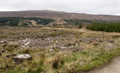 Foto 12x8 Kahlschlag südlich von Stob a' Ghrianain Corpach\/A'Chorpaich T c2017