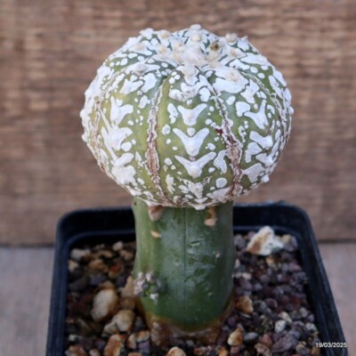 A2895 ASTROPHYTUM SUPERKABUTO ''V'' TYPE GRAFT pot9-H11-W7 cm MaMa Cactus