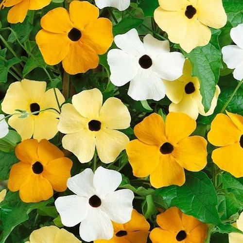 BLACK EYED SUSAN VINE Mixed Colors Tender Perennial Pollinators Non-GMO 50 Seeds - Picture 4 of 8