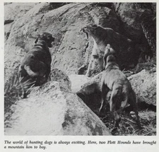 * Plott Hounds "Hunting" - CUSTOM MATTED - Vintage Dog Art "Photo Print" - 1964