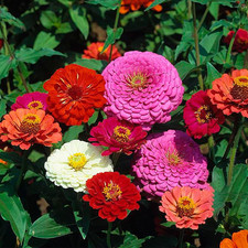 Zinnia Bulk 10,000  Outdoor Flower for Planting  Zinnia for 2025  Mixed Co