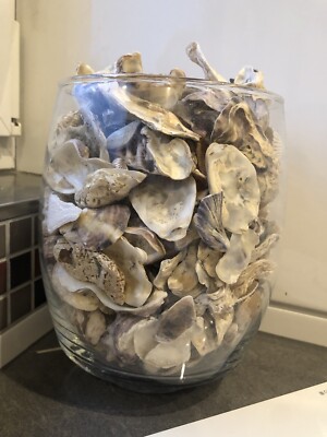 Muscheln Sammlung Italien inkl. Bad Glas Deko Dekoration Fossilien Echt Muschel