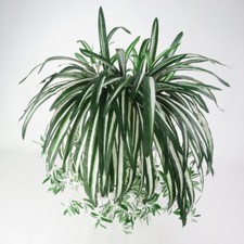 Hanging Wall Fake Artificial Chlorophytum Spider Plants Outdoor & Garden Decor H