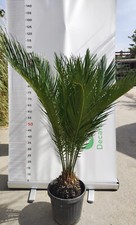 PIANTA DI CYCAS REVOLUTA CICAS PALMA NANA V.24 CM ALTEZZA 60 CM (foto reali)