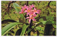 Postcard Pink Plumeria Blossoms Hawaii