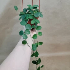 Hoya Mathilde - 3 Inch Pot | Beautiful Rare Succulent Plant | Easy Care Indoor