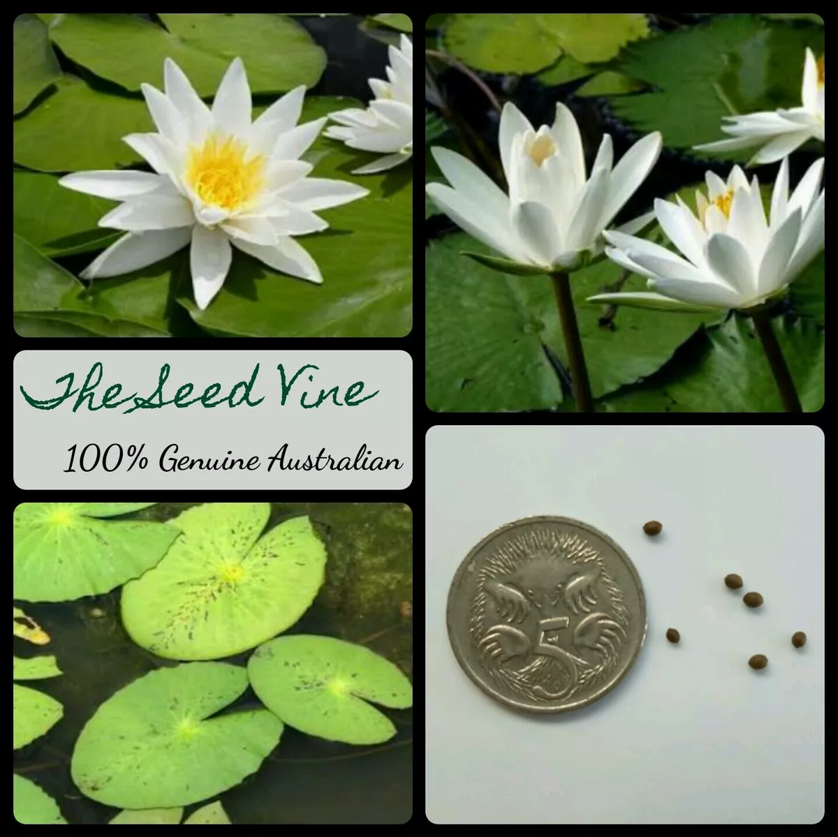 10+ Lotus Flower White