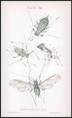 1881 Antique Lithograph APHID Insects Beetle SIPHONOPHORA PISI Female (BA74)