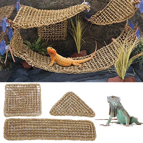lizard accessories