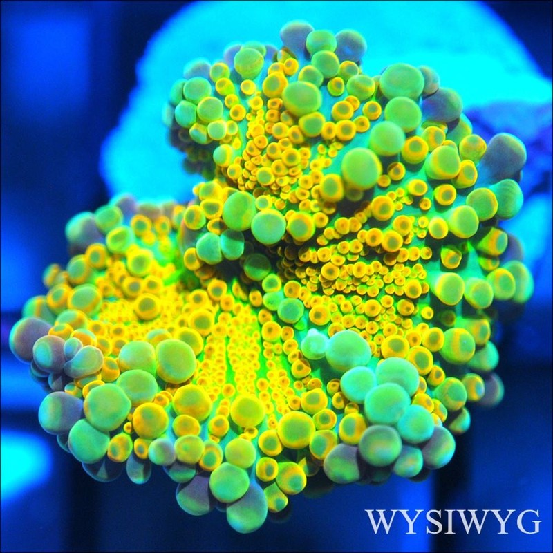 Corals of Eden ~ WYSIWYG Live Coral Frag ~ Rainbow Bubble Tropicana Yuma - LPS