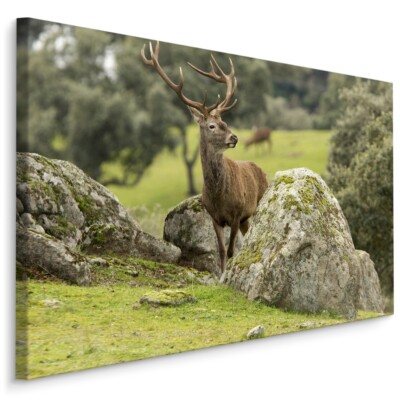 CANVAS Leinwand Bilder XXL Wandbilder Kunstdruck Natur Tier Hirsch Steine 1079