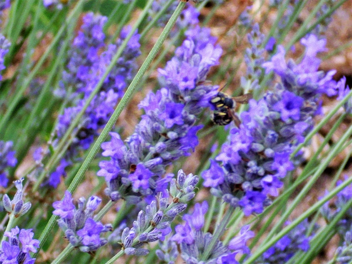 150 Portuguese SPIKE LAVENDER Lavandula Latifolia Blue Purple Flower Herb  Seeds | eBay