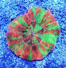 Rick's Reefs Ultra Reverse Bleeding Apple Scoly WYSIWYG Live Coral Frag LPS Rare