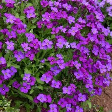 Aubrieta plug plants garden blue flowers evergreen perennial trailing, pack of 3
