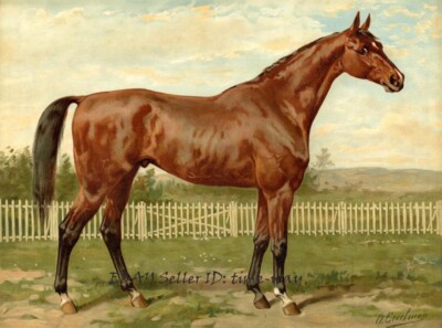 Horse Steed Race Animals Oil painting Wall art Giclee Printed on Canvas P2283