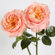 2Pcs Fake Austin Rose Peonies Flowers Real Touch Peach Roses with Stems 25.60...