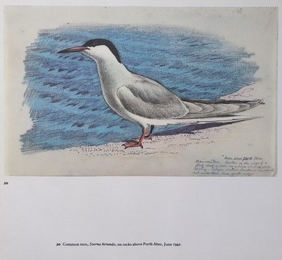 BEAUTIFUL TUNNICLIFFE BIRD PRINT - COMMON TERN