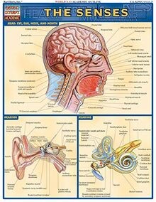 The Senses (Quickstudy: Academic) von Perez, Vincent | Buch | Zustand sehr gut