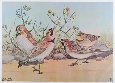 Rex Brasher Bird Print, Horned Lark in Horse Bean, 16x12 in.
