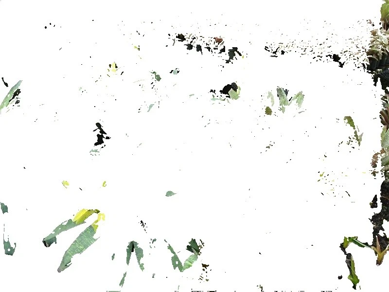 Full Shade Tropical Light Watering Plants, Seeds & Bulbs