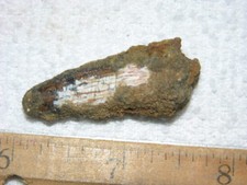 Dinosaur fossil tooth Spinosaurus Cretaceous Era bigger 1.5 inch long E10