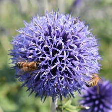 30 Blue Pom Pom Thistle Seeds UK Native Globe Echinops