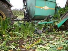 Photo 6x4 Harvesting Fodder Beet, Balgownie Mains Culross Detail of the l c2007