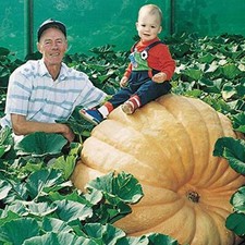 Biggest Pumpkin in The World 10 Seeds Grow Atlantic Giant Pumpkins