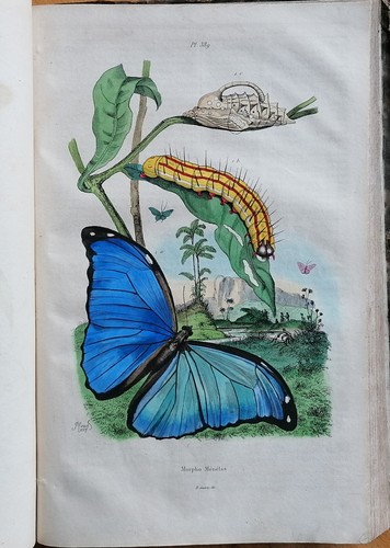 Guerin Dictionnaire Natural History 85 Large Color Plates - 1837 - 第 1/11 張圖片