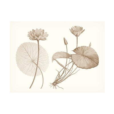 'Sepia Water Lily II' Canvas Art by Vision Studio