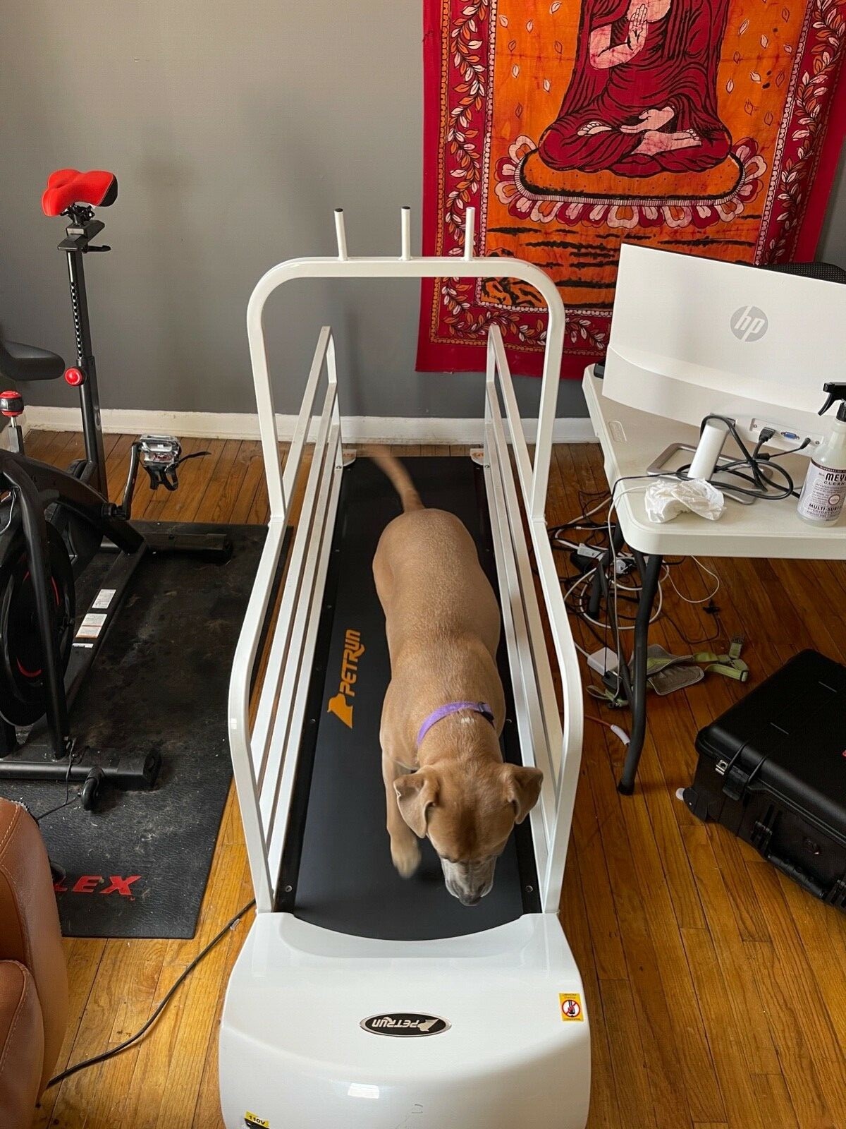 Pet Treadmill. Go Pet USA. Large Breed. PR725. eBay