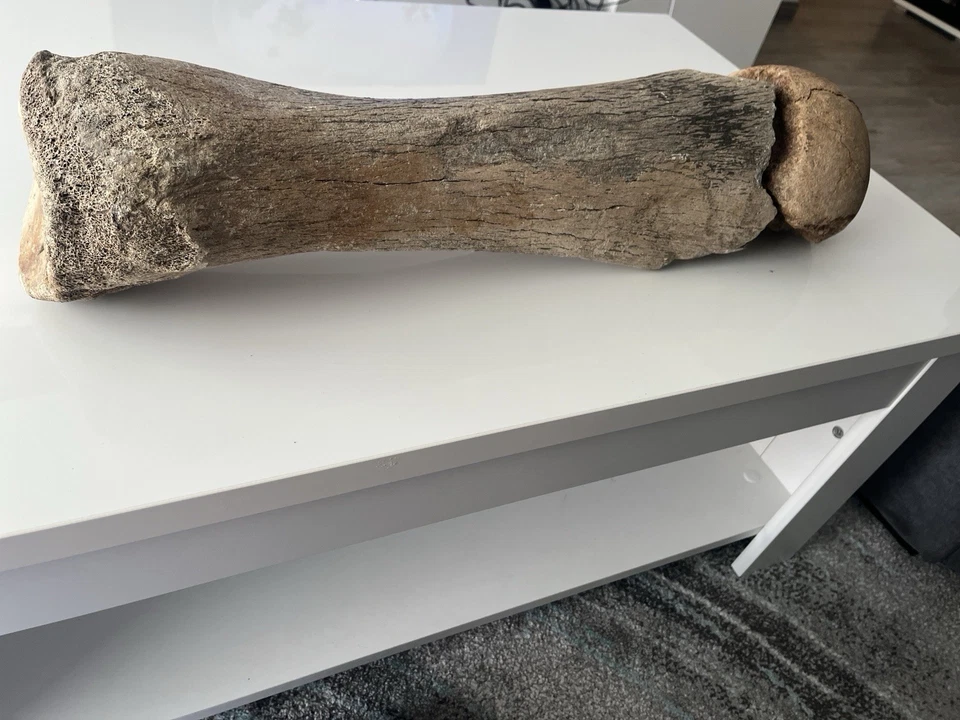 Fossil Bone Mammoth Impressive Original Piece Unique - Image 2 of 3