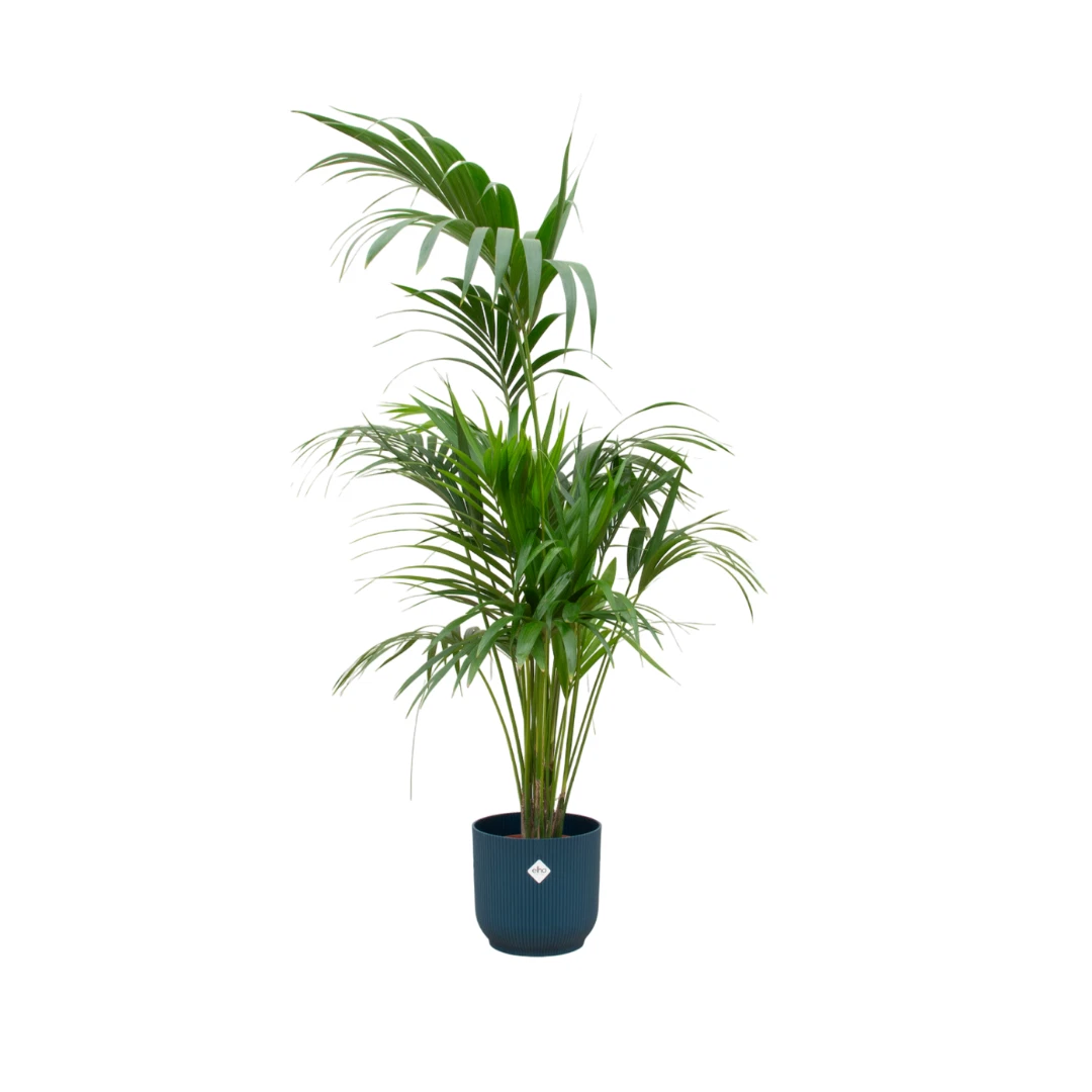 asplenium zimmerpflanze Asplenium crispy wave (Nestfarn) kaufen