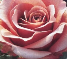 Mocha-Rosa Bush Rose - 4L Pot (Live Plants)