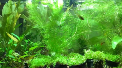 Hornwort Coontail  Shrimp Safe Aquarium Plant for Fry & Hiding  BUY 2 GET  1 | eBay