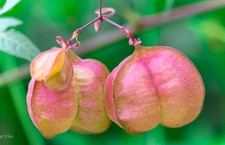 Balloon Vine Cardiospermum Halicacabum 10 Seeds For Sale Online Ebay