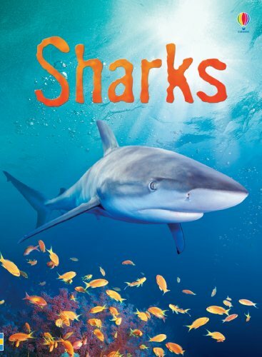 Sharks (Usborne Beginners) By Catriona Clarke